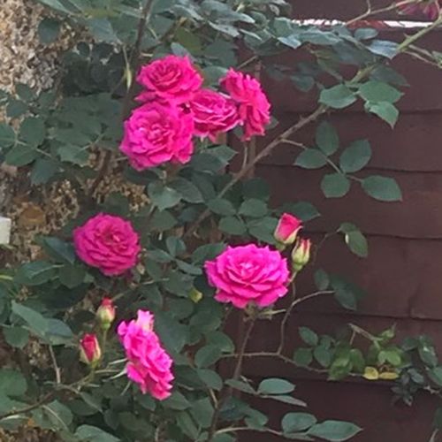 Rosa Gloriana - purper - Stamroos – Kleine bloemenhangende kroonvorm